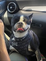 Sweetest Boston terrier looking for a loving home