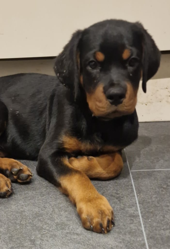 image for Kc registered Rottweiler puppies