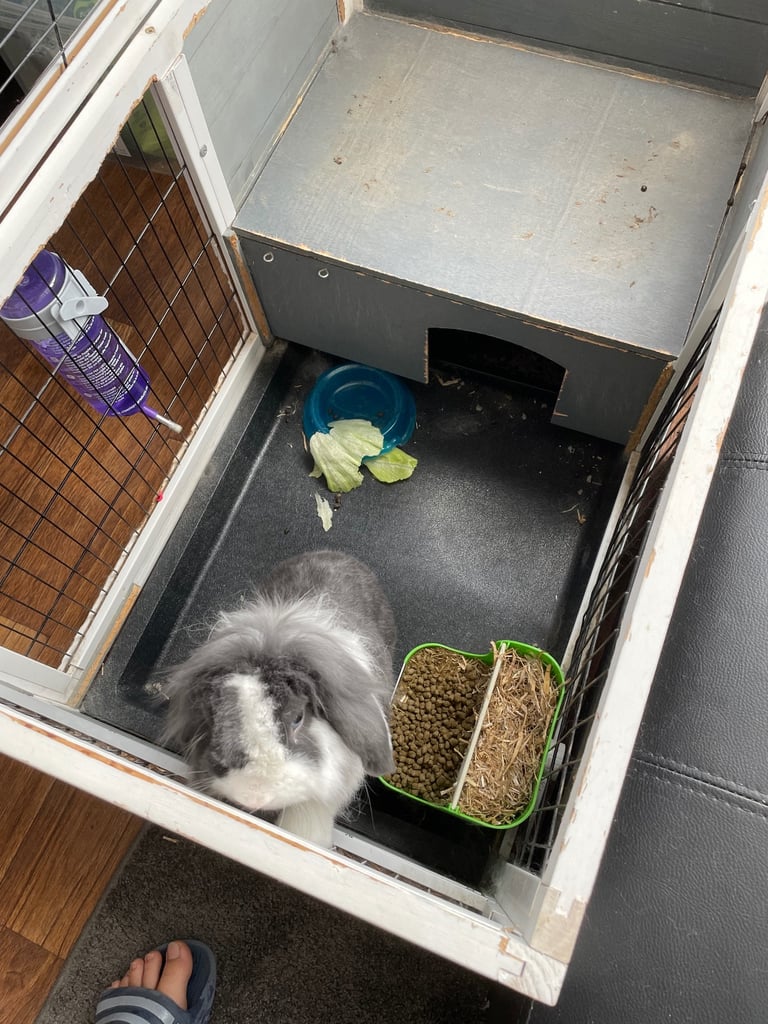 image for Rabbit For Sale