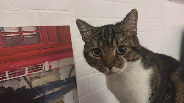 2 brother cats for sale