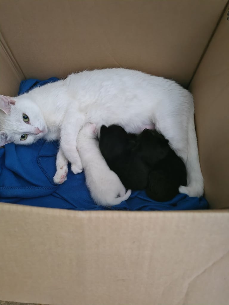 Black and white kittens for sale