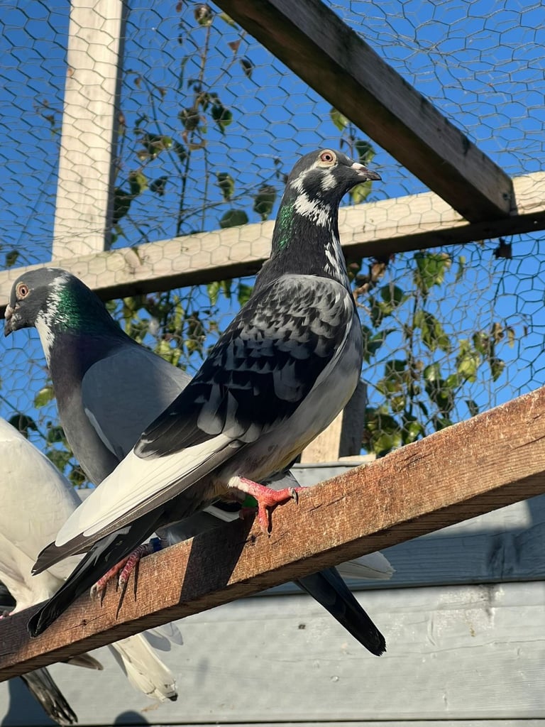 Beautiful pigeons for sale in Edinburgh from £10
