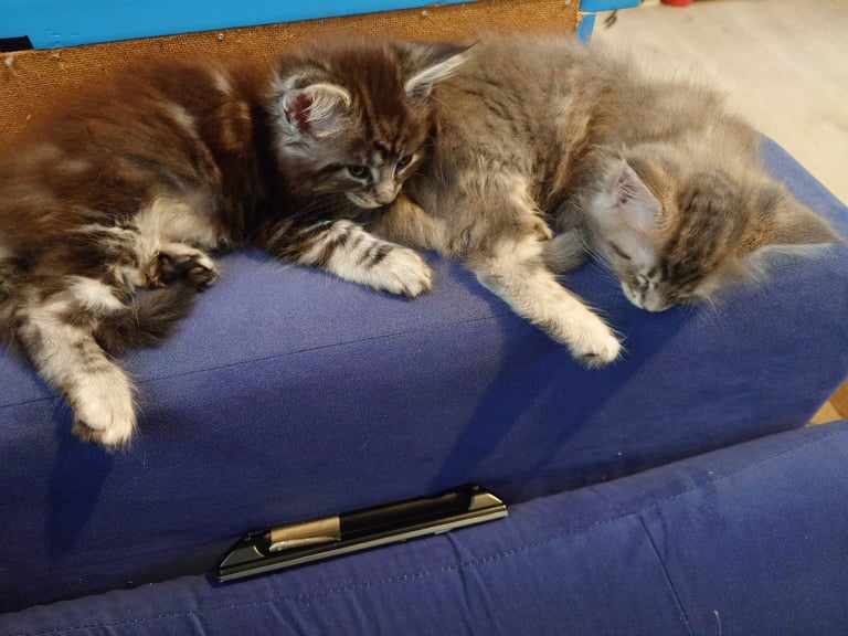 Purebred Maine Coon Kittens 