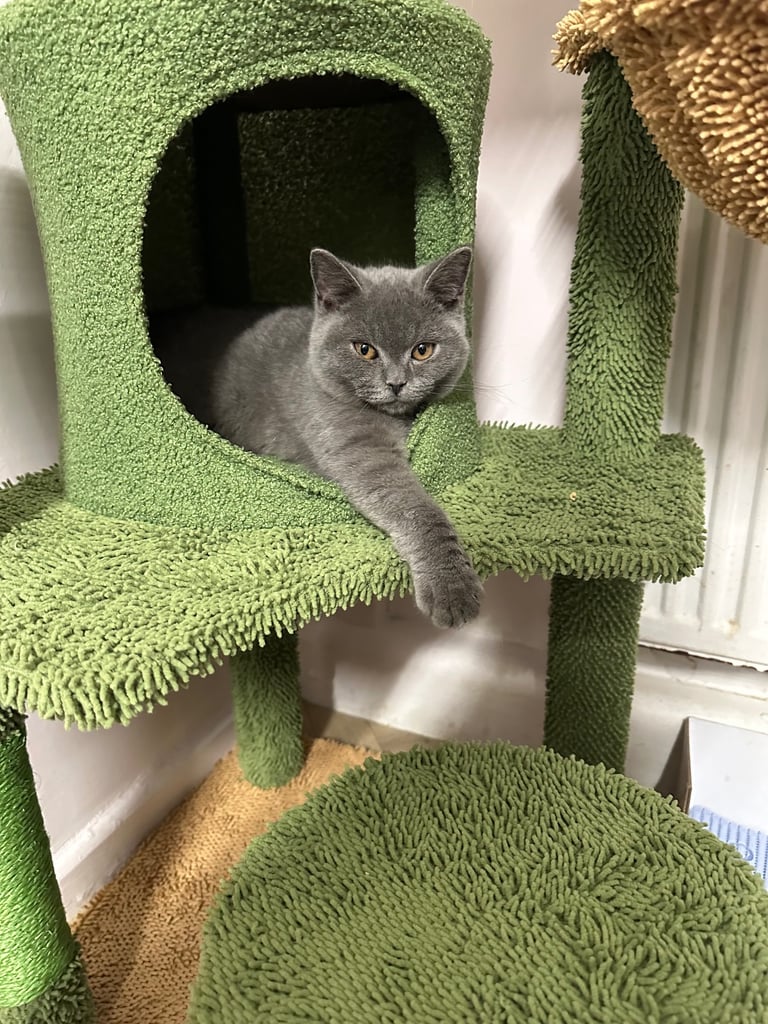Blue kitten