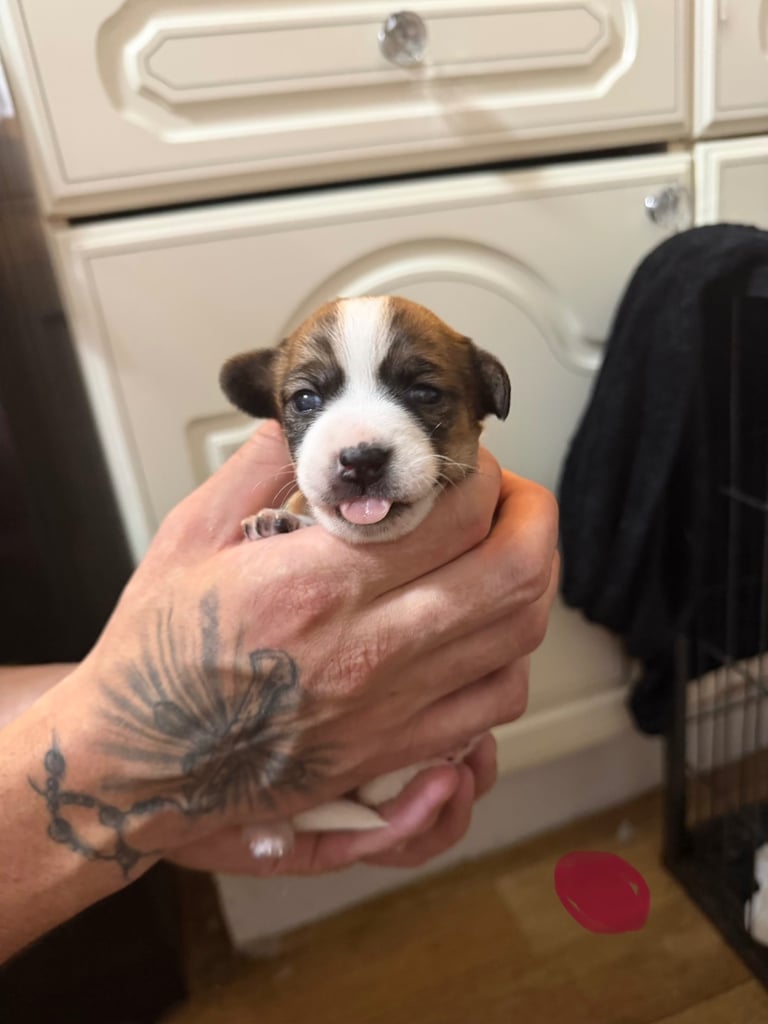 Stunning Jack Russell terriers 