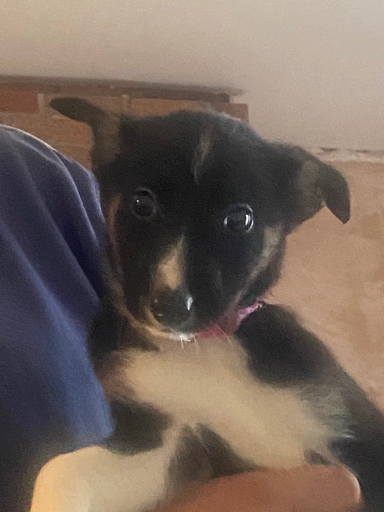 Gorgeous female Border Collie NOW REDUCED !!!!!!!!!!!!!!!!!