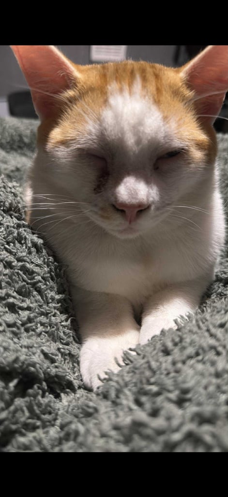 kitten