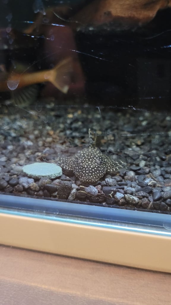Plecos for sale