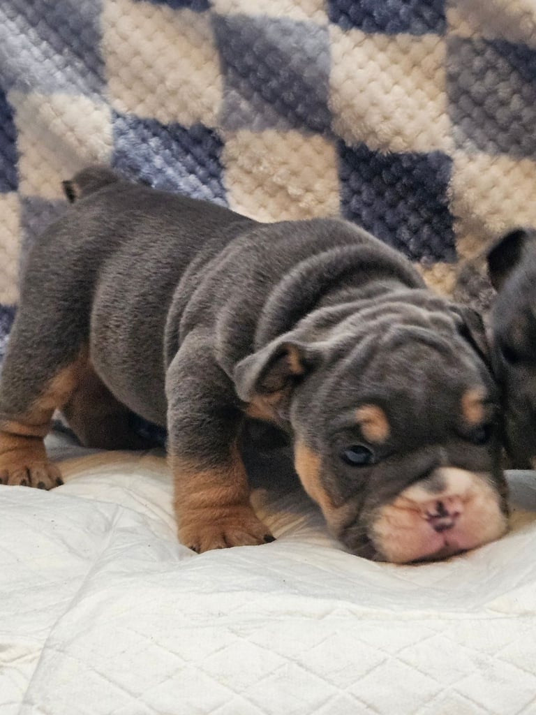 kc british bulldogs 