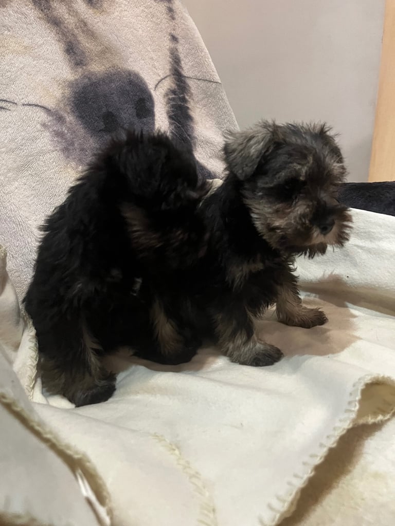 Miniature Schnauzer pups k.c reg’d