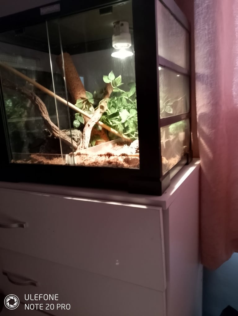  hognose snake also teterium 