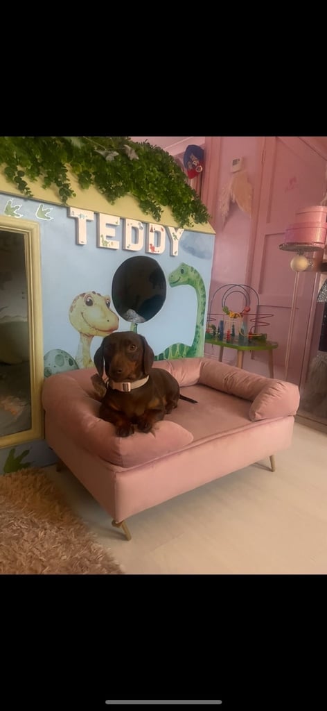 19 month old female chocolate sausage dog /dacsund 