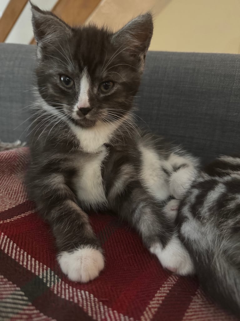 Maine Coon Mix Kittens - All Sold Now