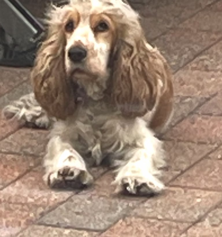 Kc show cocker spaniel puppy’s 