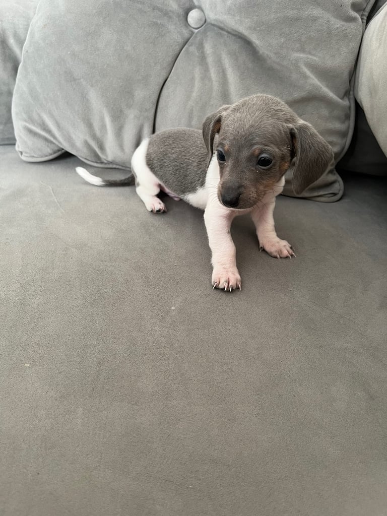 Miniture dachound 