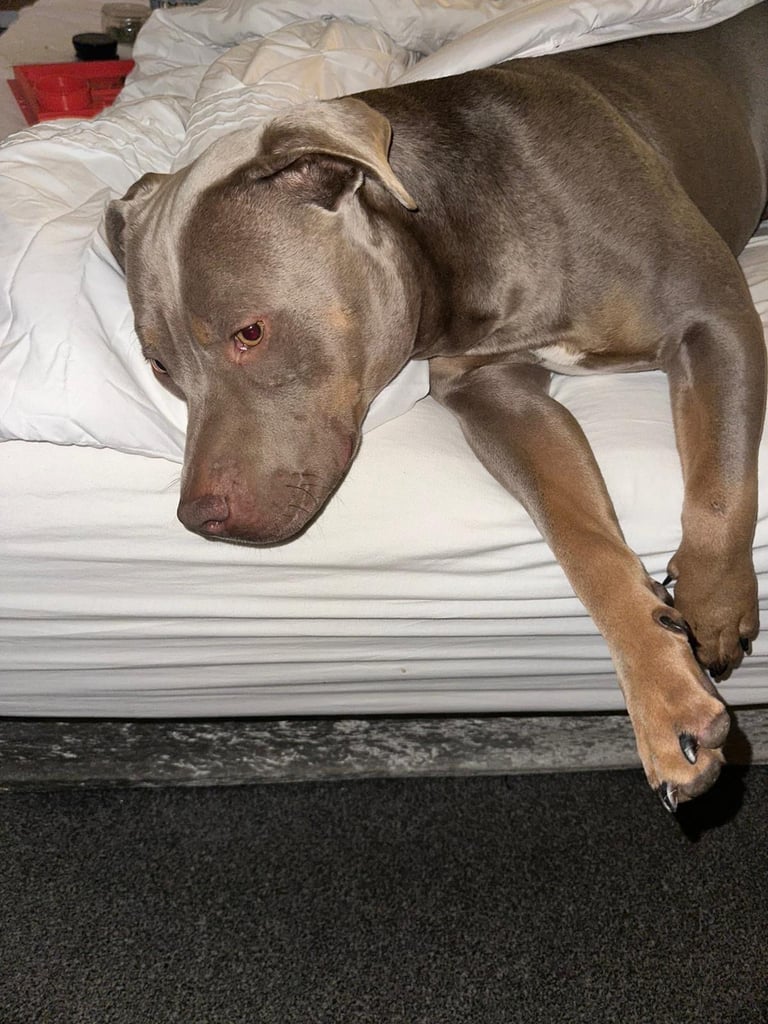 American bulldog x Doberman 