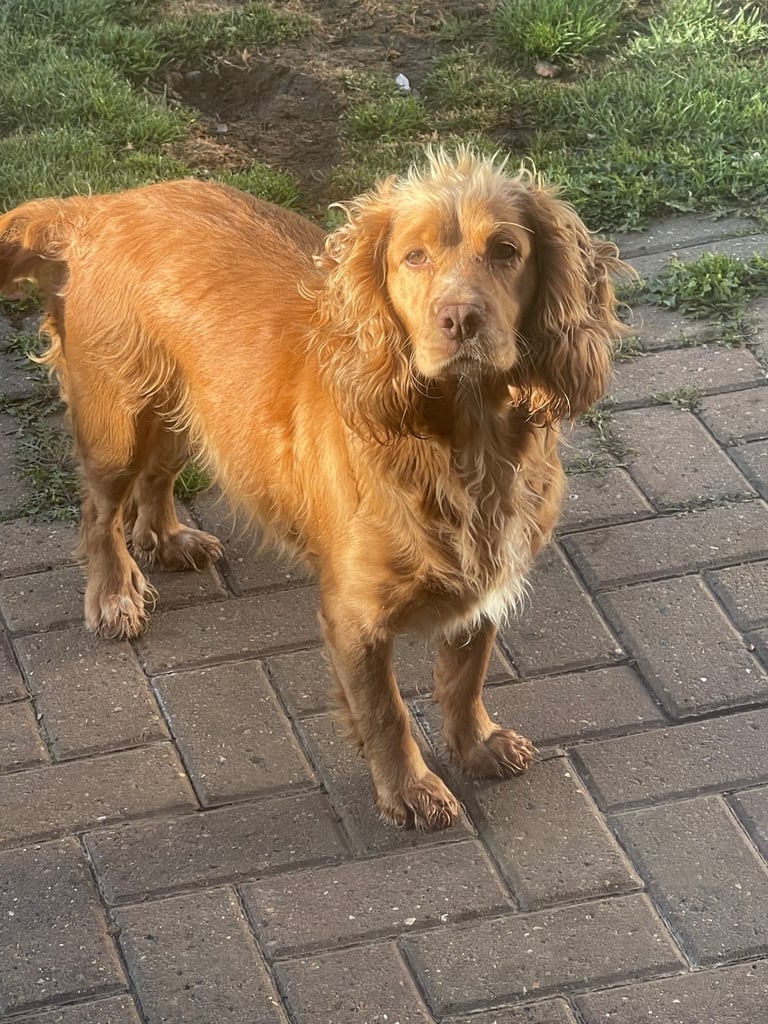 Very friendly cocker spaniel girl 