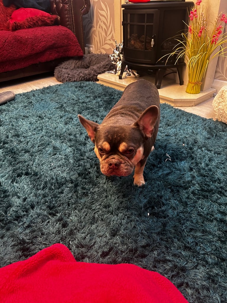 French bulldog 