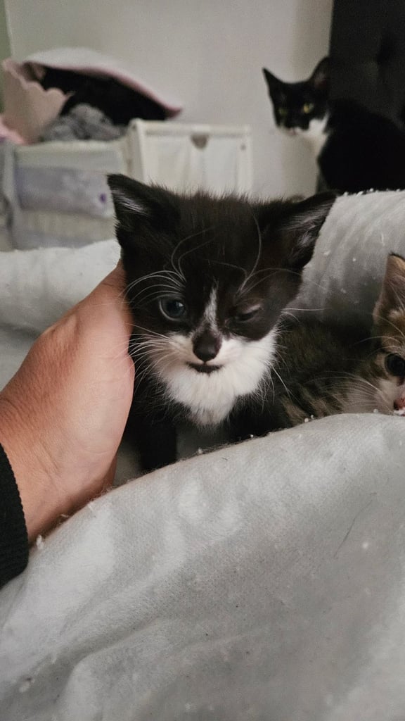 Kittens for sale 150