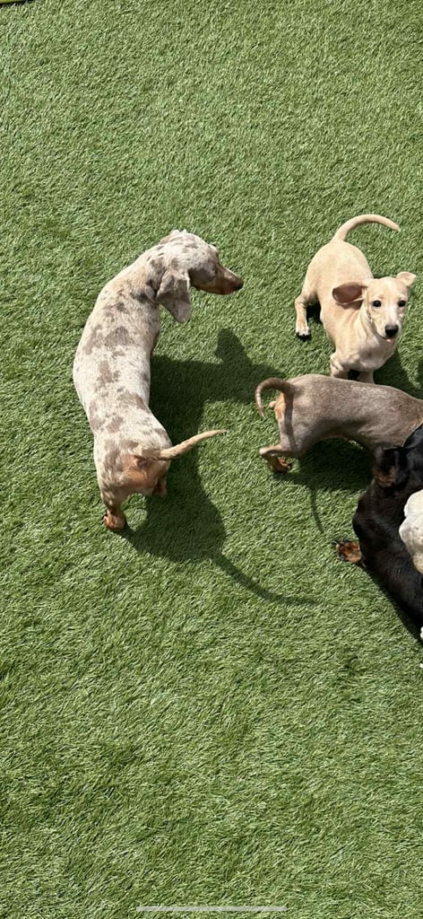 Kc reg Minature Dachshunds