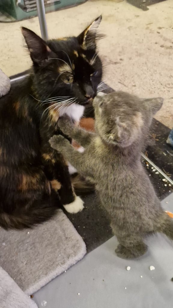 5 Gorgeous kittens for sale 