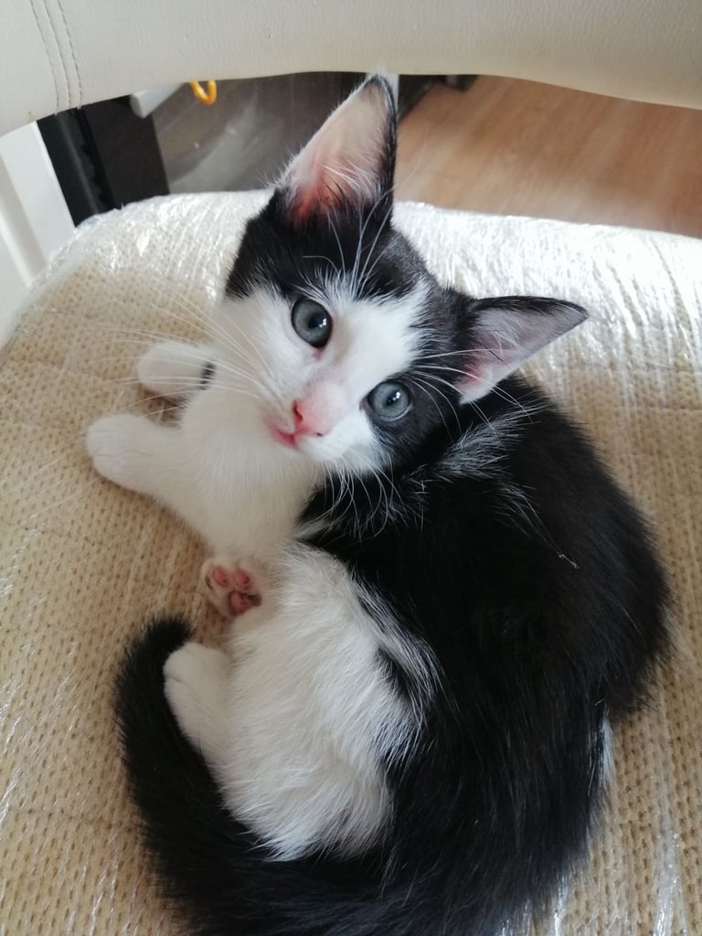 Kittens for sale 