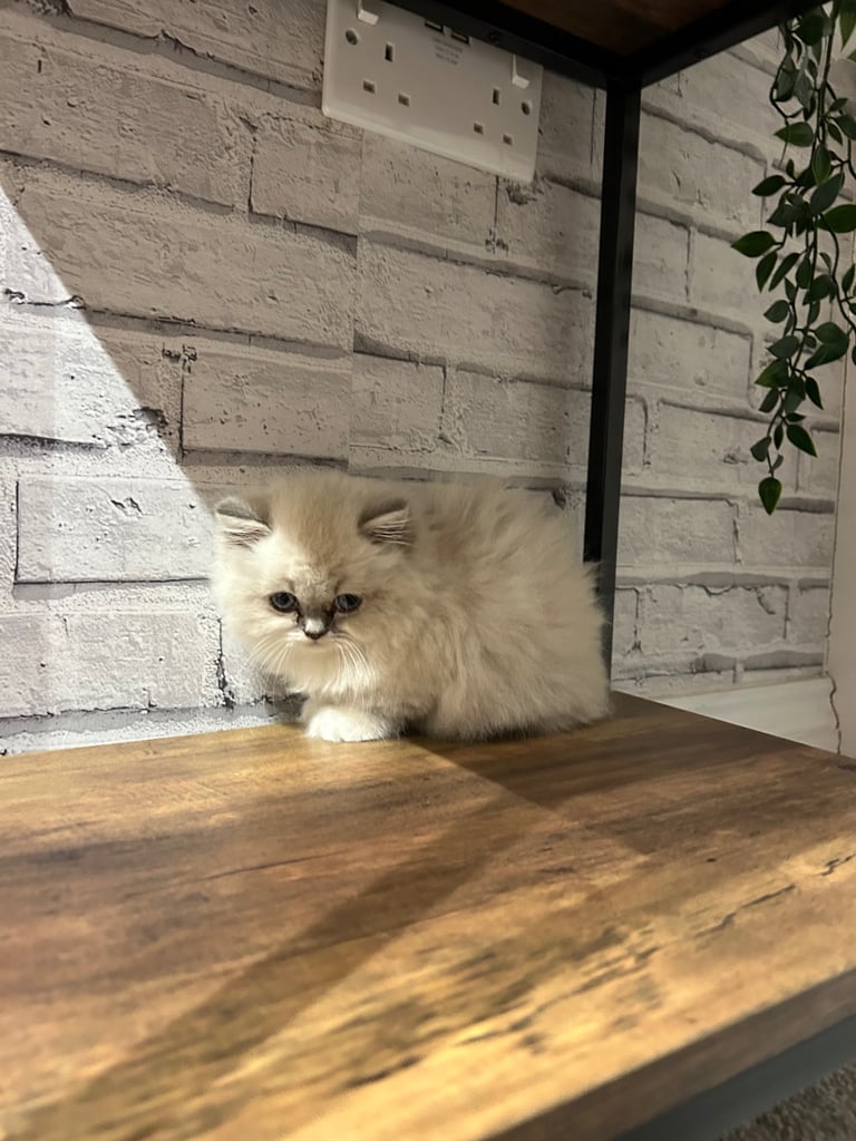 British long hair female 