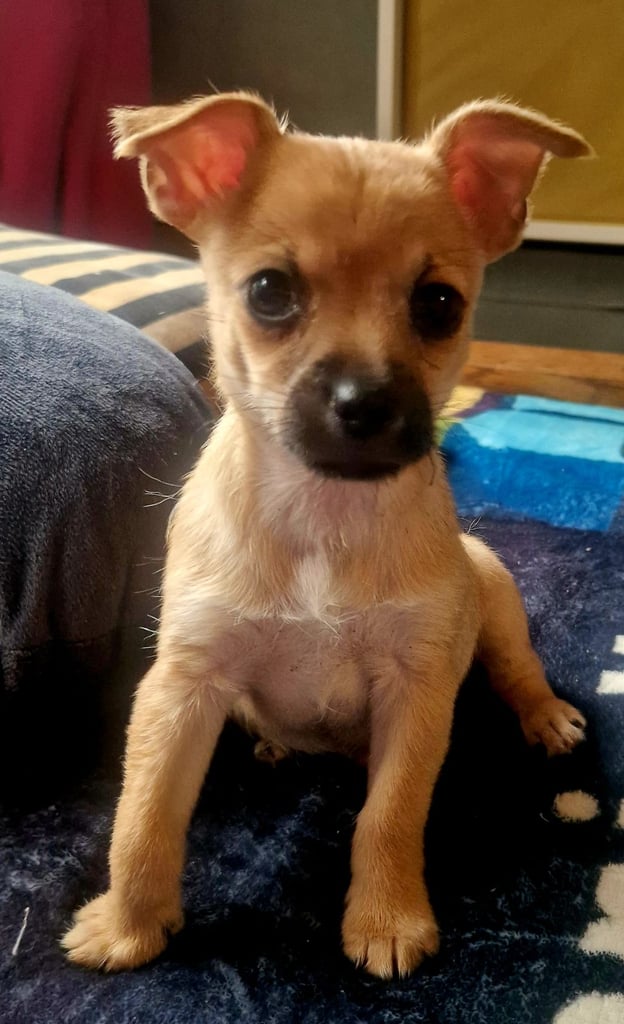 Beautiful little boy 