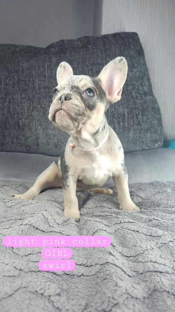 image for KC unique french bulldog puppies