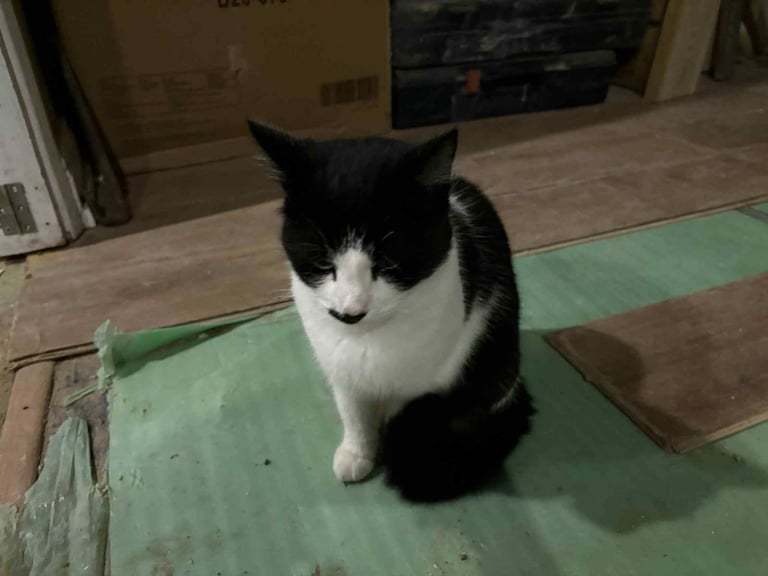 3 gorgeous adult cats to rehome