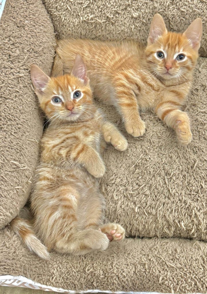 BEAUTIFUL KITTENS