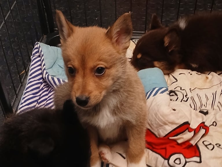image for Mum is a husky collie cross dad is a malamute husky cross 