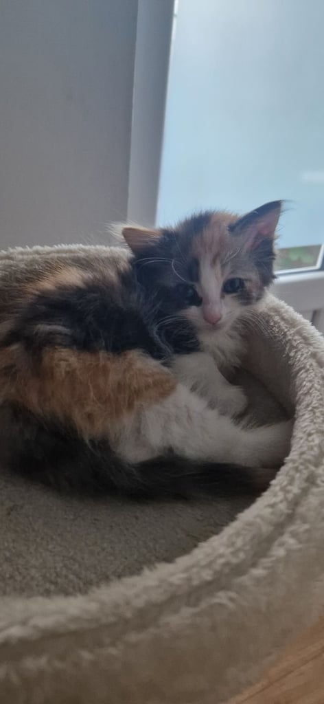 image for Kittens are ready for a new home 😍😍