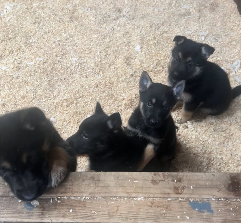 German Shepard Puppies