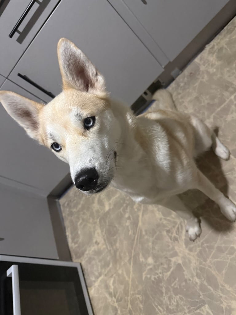 Female husky