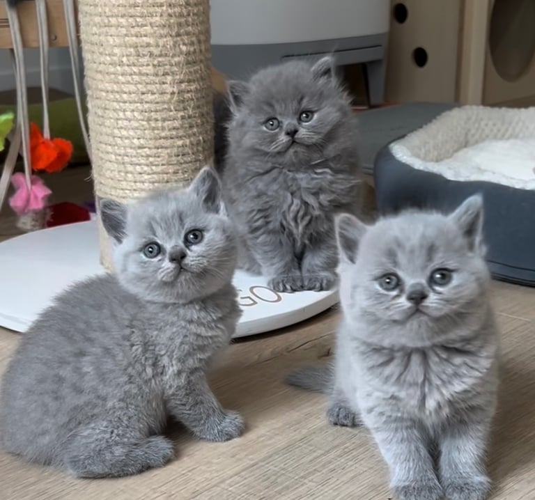 British shorthair kittens 