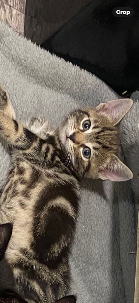 Two kittens for sale l11 