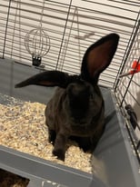 3 Rex x French Lop babies looking for a home