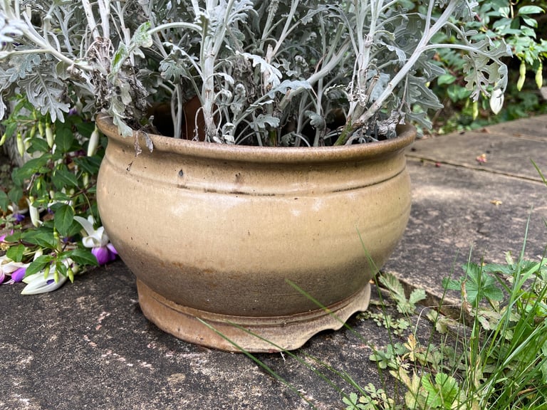 Ceramic Garden Planter with Evergreen Foliage | 30cm Diameter, 19cm Height | Winter ready