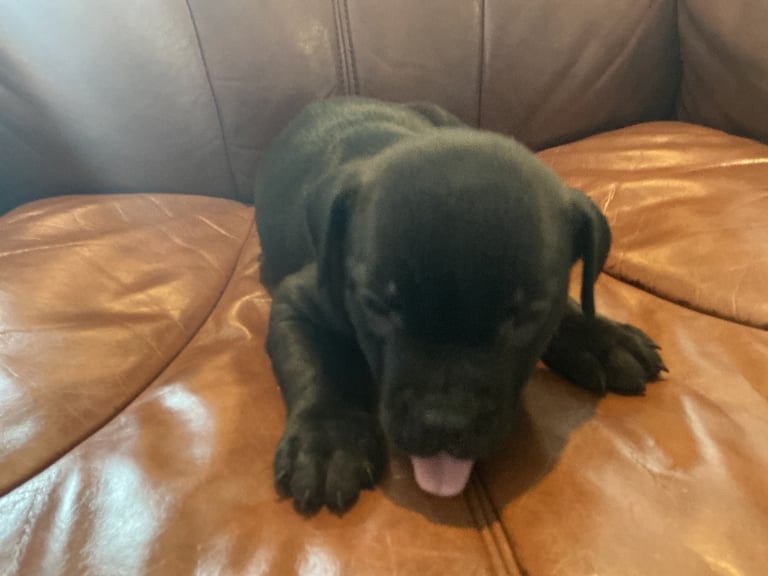 Staff x BullMastiff 4 Left 