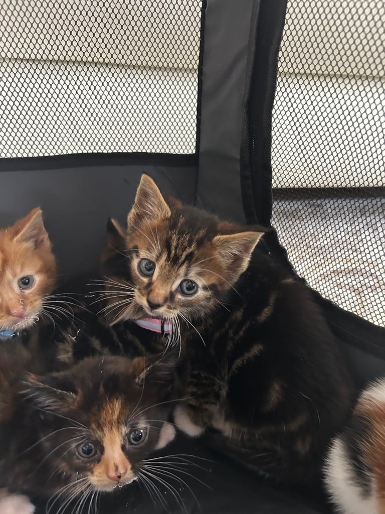Kittens ready now