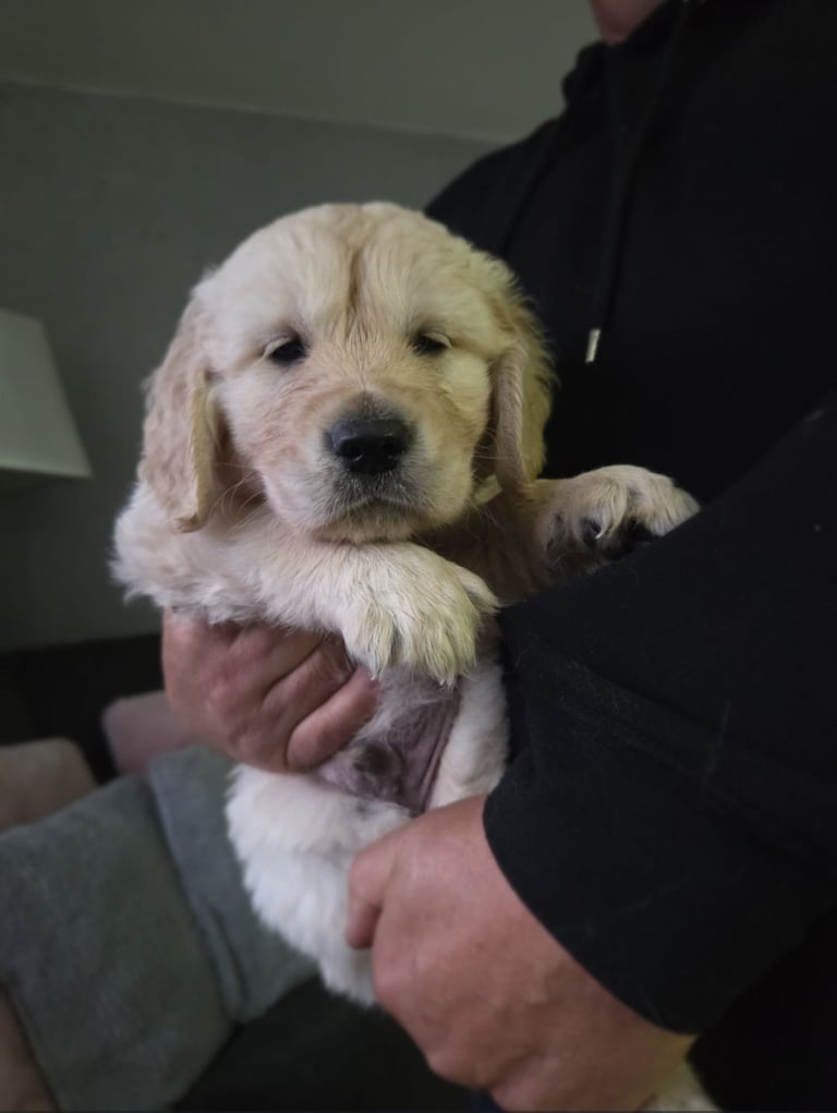 image for Beautiful golden retriever puppies