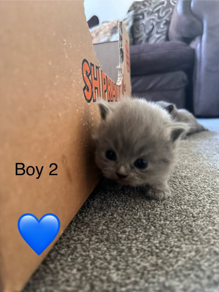 British blue kittens