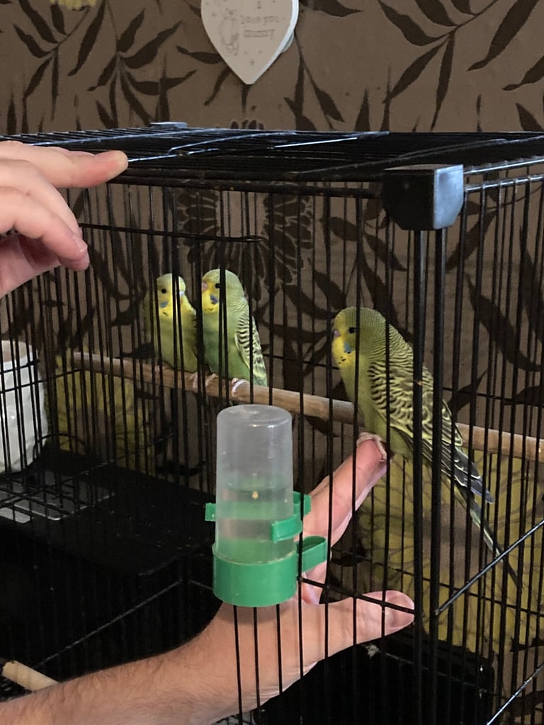 Baby budgies 8 week old 
