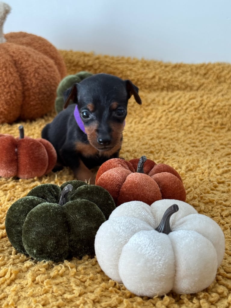 Not KC Reg Miniature Pincher Puppies 