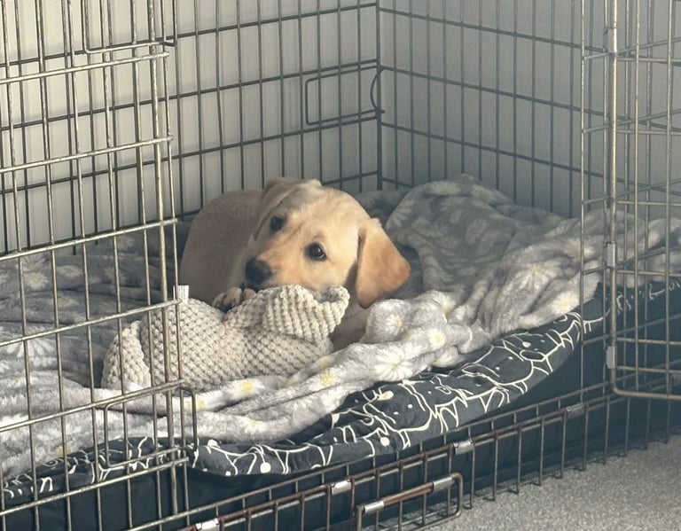 Nova