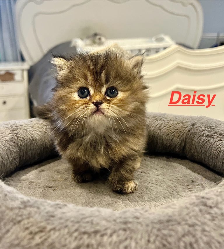 Gorgeous litter of 6 PKD Negative Persian kittens