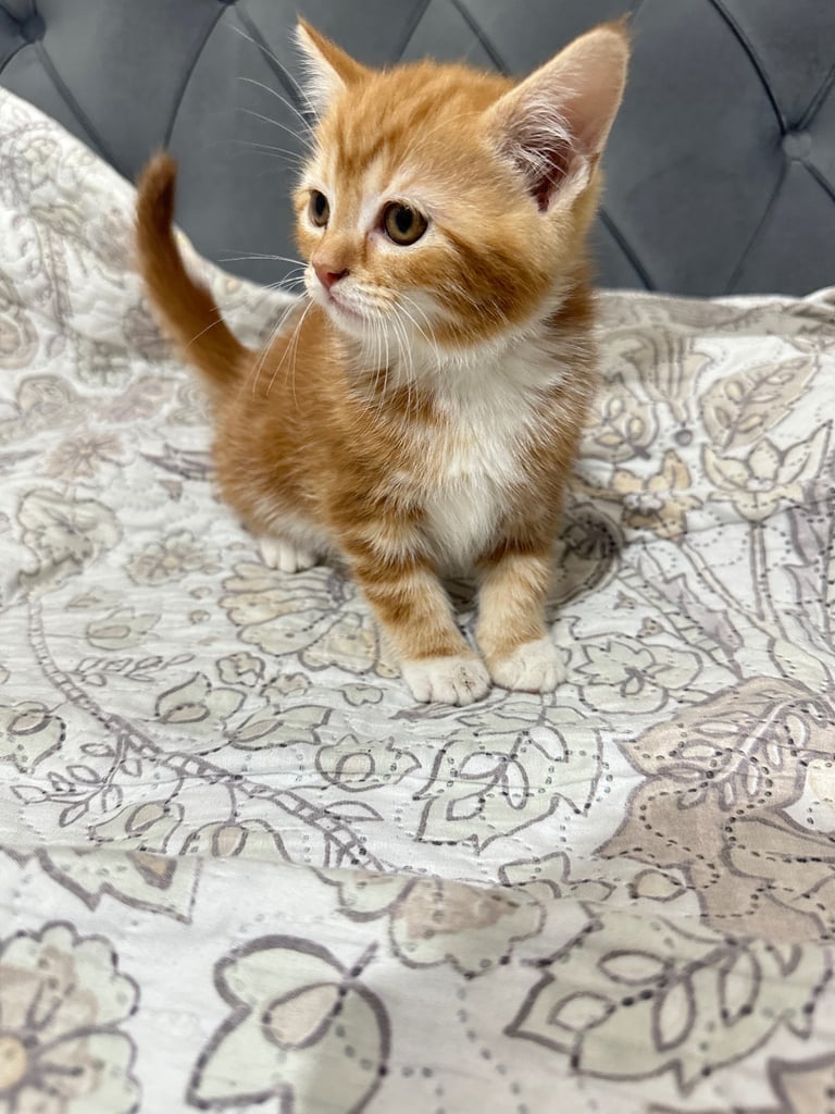 4 Beautiful Playful Kittens – Short Hair & Fluffy Persian Mixes