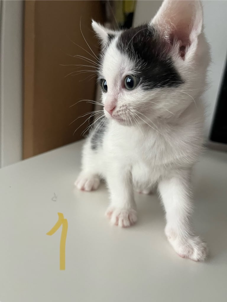 Kittens for sale-3 boys 3 girls £50