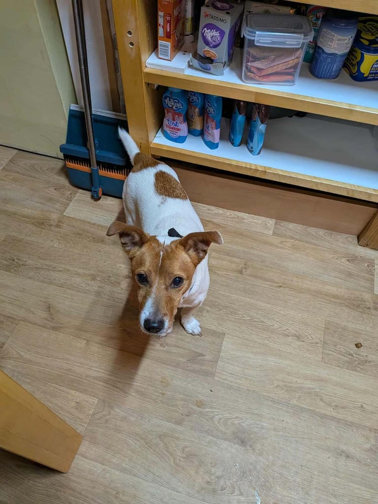 Jack Russell Terrier